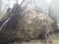 borjomi (21)