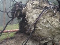 borjomi (22)