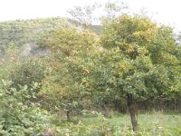 kvareli (72)