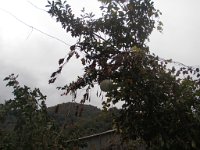 mirveti (33)