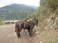 mirveti (36)