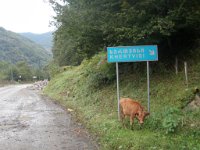 mirveti (37)
